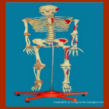 170 Cm Modelo médico de esqueleto humano com músculo pintado e ligamento